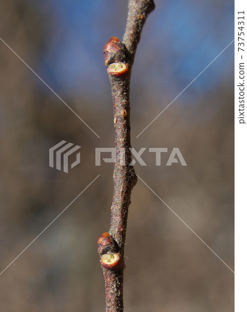 Winter buds and leaf marks of Chinese elm (after the leaves have withered) The leaf marks are cute features 73754311