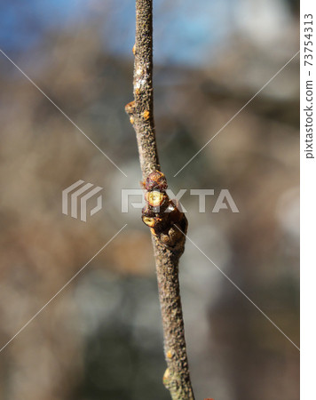 Winter buds and leaf marks of Chinese elm (after the leaves have withered) It looks like a hated face Winter buds and leaf marks of Chinese elm (after the leaves have withered) It looks like a hated face 73754313