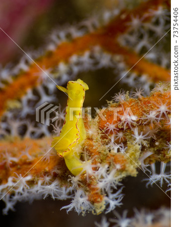 Japanese kerria crawling on an open polyp crawling (Mergui Archipelago, Myanmar) 73754406