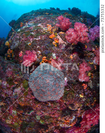 Culcita novaegi sticking to coral reef rocks (Mergui Archipelago, Myanmar) Culcita novaegi sticking to coral reef rocks (Mergui Archipelago, Myanmar) 73755332