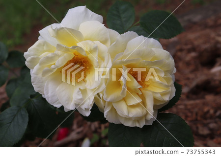 Yellow Dagmar Hastrup with a citrus scent Yellow Dagmar Hastrup with a citrus scent 73755343