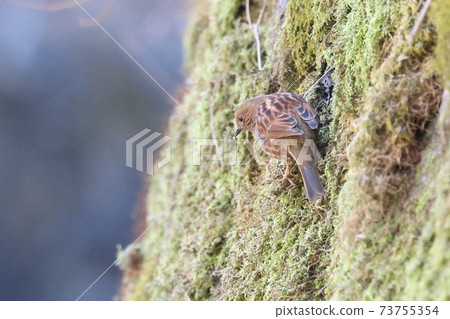 Japanese accentor Japanese accentor 73755354