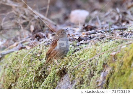 Japanese accentor Japanese accentor 73755359