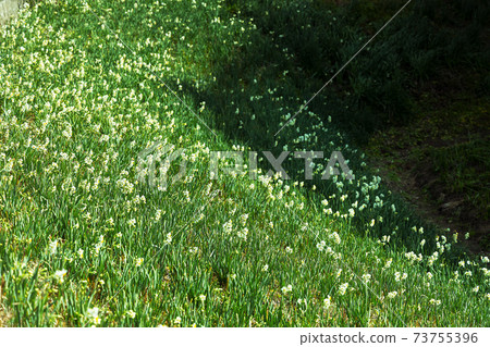 里山盛開的水仙 73755396