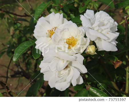 伊馮娜·拉比爾（Yvonne Rabier），白玫瑰，在半色調下生長良好 73755397