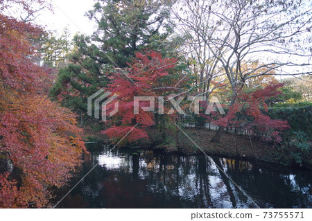 大分縣由布市由布院金林湖周圍的秋葉 73755571