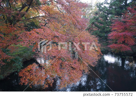 大分縣由布市由布院金林湖周圍的秋葉 73755572