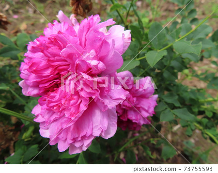 Rosa roxburghii，已過滿月的玫瑰，Rosa roxburghii 73755593