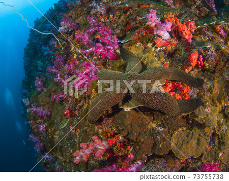 Futtoge starfish family sticking to coral-covered rocks (Mergui Archipelago, Myanmar) Futtoge starfish family sticking to coral-covered rocks (Mergui Archipelago, Myanmar) 73755738