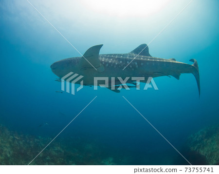 Young whale shark swimming in a coral reef (Mergui Archipelago, Myanmar) 73755741