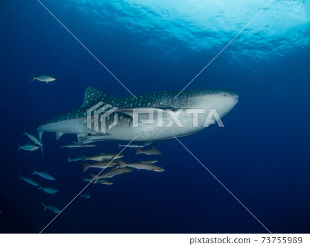 Young whale shark swimming in the clear blue sea (Bon Island, Similan Marine National Park, Kingdom of Thailand) 73755989