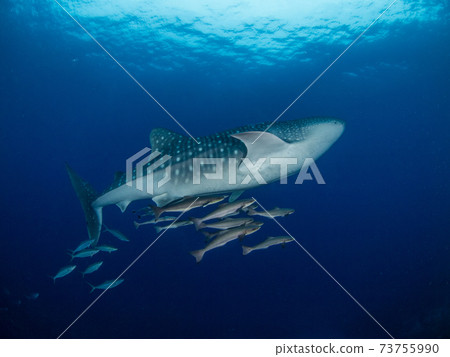 Young whale shark swimming in the clear blue sea (Bon Island, Similan Marine National Park, Kingdom of Thailand) Young whale shark swimming in the clear blue sea (Bon Island, Similan Marine National Park, Kingdom of Thailand) 73755990