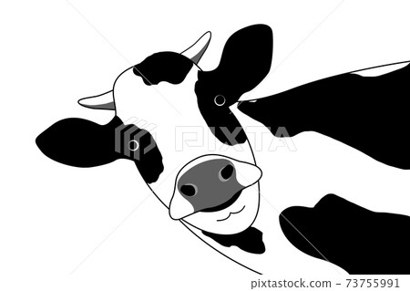 The cow who turned around had a funny face. 73755991