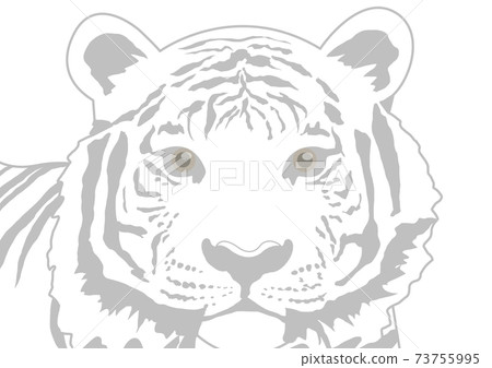 Amur tiger is expressed in gray. It feels kind. 73755995