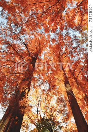 芝公園的秋葉 73756194