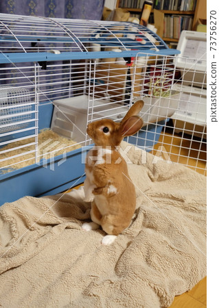 Standing mini rex kid 73756270
