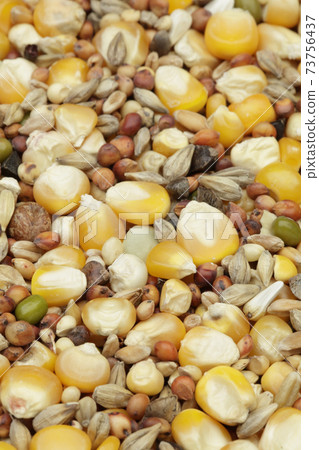 Millet Millet 73756437