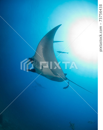 蝠ta在湛藍的大海中游泳(塔克島,斯米蘭群島國家公園,泰國王國) 蝠ta在湛藍的大海中游泳(塔克島,斯米蘭群島國家公園,泰國王國) 73756438