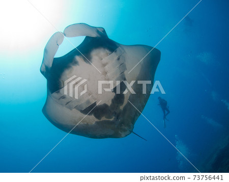 蝠ta在湛藍的大海中游泳(塔克島,斯米蘭群島國家公園,泰國王國) 蝠ta在湛藍的大海中游泳(塔克島,斯米蘭群島國家公園,泰國王國) 73756441