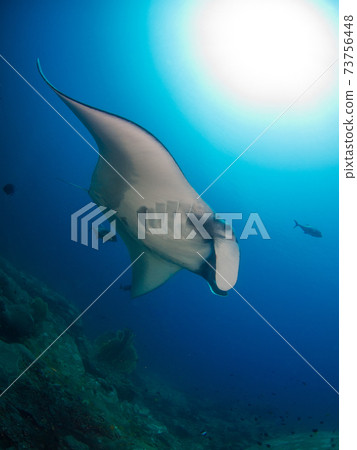 蝠ta在湛藍的大海中游泳 塔克島 斯米蘭群島國家公園 泰國王國 照片素材 圖片 圖庫