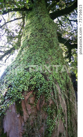 Lemmaphyllum growing on the trunk of a tree 73756615