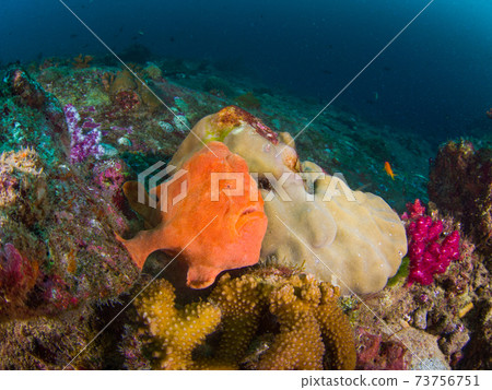 Let's approach a small coral Omon frogfish (Similan Islands, Kingdom of Thailand) 73756751