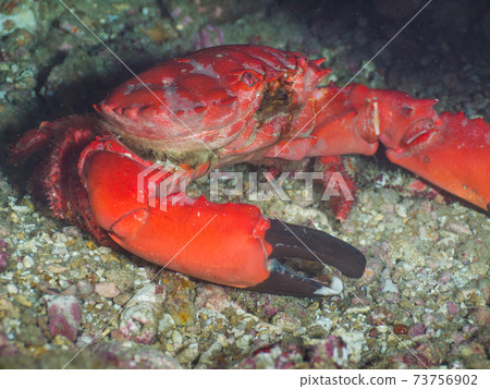 晚上站立在海底的Oakahizumegani（Similan群島，泰國王國） 73756902