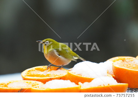 White-eye desperately eating oranges buried in the snow while it is snowing due to the big cold wave White-eye desperately eating oranges buried in the snow while it is snowing due to the big cold wave 73757255