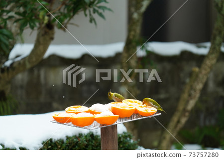 White-eye desperately eating oranges buried in the snow while it is snowing due to the big cold wave White-eye desperately eating oranges buried in the snow while it is snowing due to the big cold wave 73757280