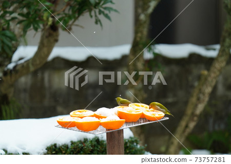 White-eye desperately eating oranges buried in the snow while it is snowing due to the big cold wave White-eye desperately eating oranges buried in the snow while it is snowing due to the big cold wave 73757281