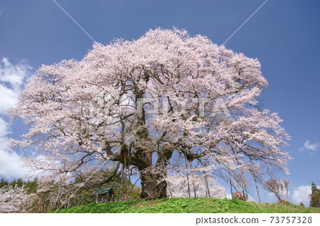 One cherry tree and blue sky One cherry tree and blue sky 73757328
