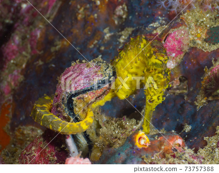 Let's get closer to bivalves Tigertail Seahorse (Richelieu Rock, Surin Marine National Park, Kingdom of Thailand) Let's get closer to bivalves Tigertail Seahorse (Richelieu Rock, Surin Marine National Park, Kingdom of Thailand) 73757388