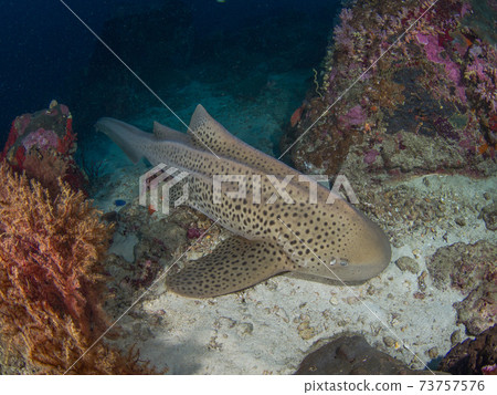 Zebra shark lying on the sand (Bon Island, Similan Marine National Park, Kingdom of Thailand) 73757576