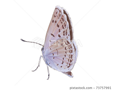 蒼白的草藍色，帶封閉的翅膀 73757991