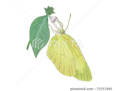 Eurema procumbens sucking nectar 73757995