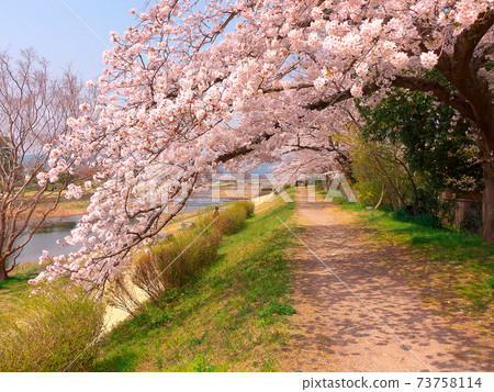 A row of cherry blossom trees in full bloom with branches extending to the bottom of the Kamo River A row of cherry blossom trees in full bloom with branches extending to the bottom of the Kamo River 73758114