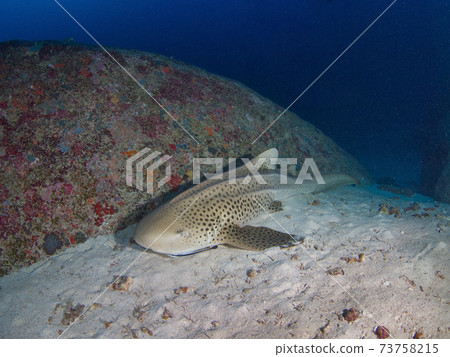 躺在沙灘上的斑馬鯊（泰國王國Simiran海洋國家公園） 73758215