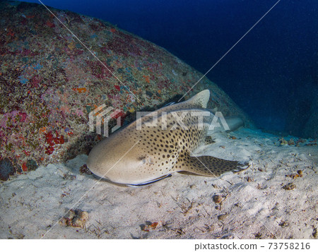 躺在沙灘上的斑馬鯊（泰國王國Simiran海洋國家公園） 73758216