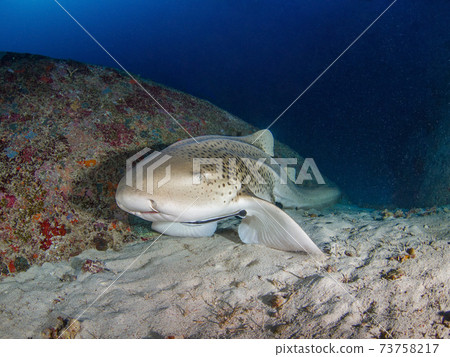 Zebra shark trying to swim away from the sand (Simiran Marine National Park, Kingdom of Thailand) 73758217