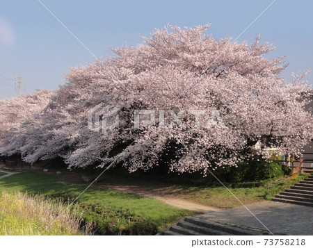 Yoshino cherry tree 73758218