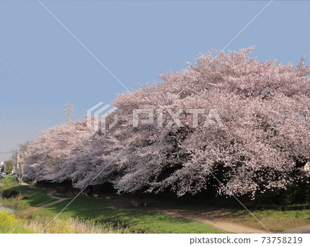 Yoshino cherry tree 73758219
