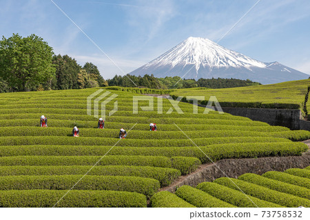 小淵茶節 73758532