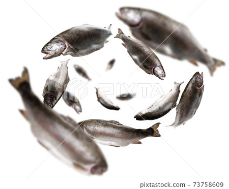Rainbow trout levitate on a white background Rainbow trout levitate on a white background 73758609