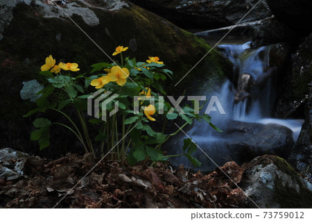 Valley. Water. Mountain. Plants. Flowers Valley. Water. Mountain. Plants. Flowers 73759012