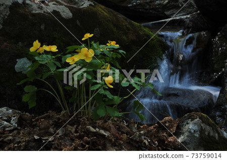 Valley. Water. Mountain. Plants. Flowers Valley. Water. Mountain. Plants. Flowers 73759014