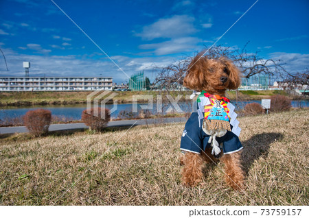 New Year's Toy Poodle New Year 73759157