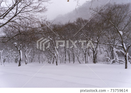 釜山,Jeongeup,全北 釜山,Jeongeup,全北 73759614