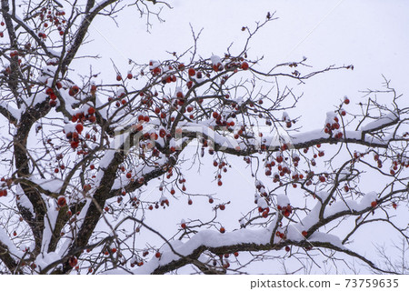 Busan, Jeongeup, Jeonbuk 73759635