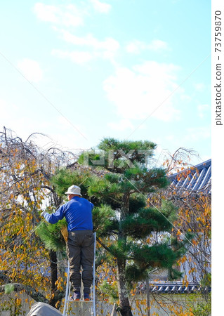 Pruning work at an old temple in Nara 73759870