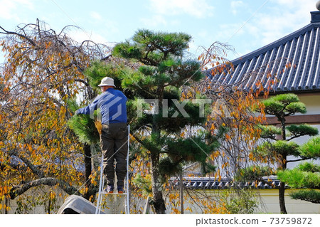 Pruning work at an old temple in Nara 73759872